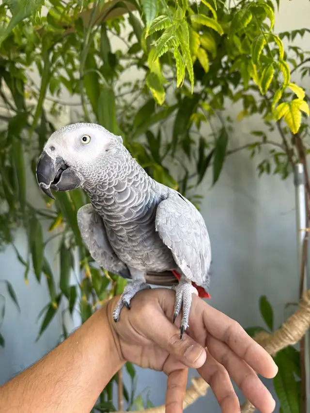 African grey parrot talking and tamed