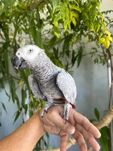 African grey parrot talking and tamed