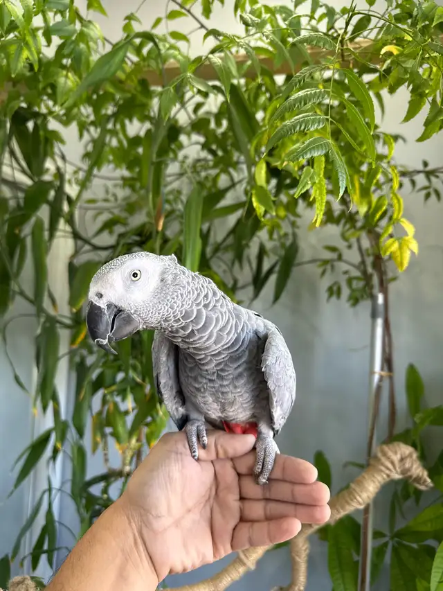 African grey parrot talking and tamed - Photo 2
