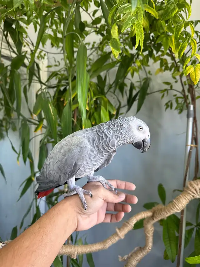 African grey parrot talking and tamed - Photo 3