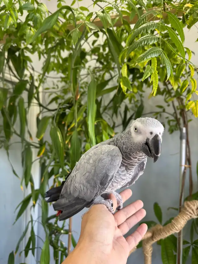 African grey parrot talking and tamed - Photo 4