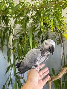 African grey parrot talking and tamed - Photo 4