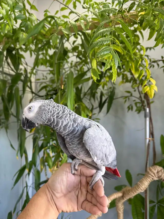 African grey parrot talking and tamed - Photo 5