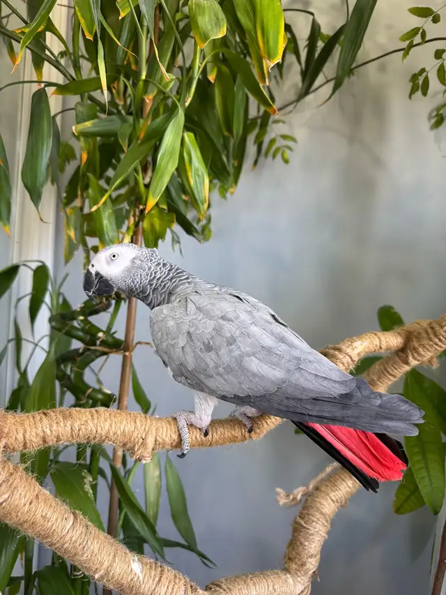 African grey parrot talking and tamed - Photo 6