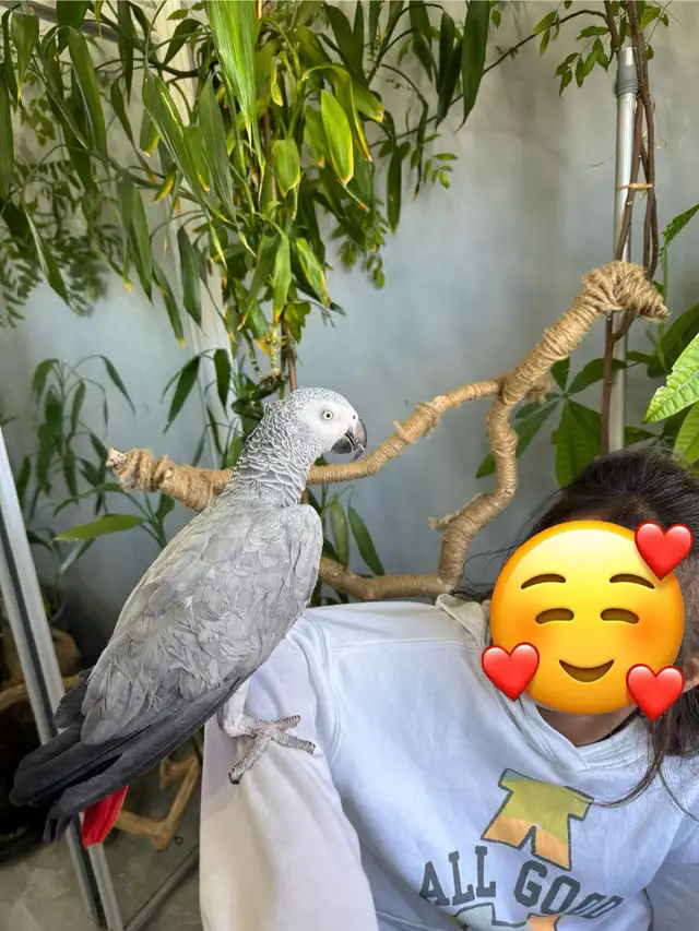African grey parrot talking and tamed - Photo 7