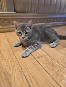 Chaton 4 mois bella