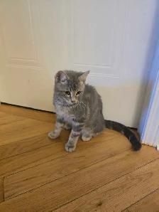 Chaton 4 mois bella - Photo 3