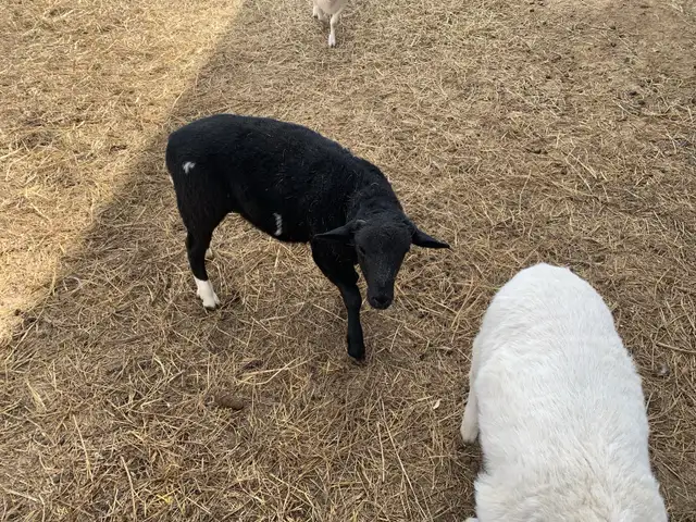 lambs available - Photo 2