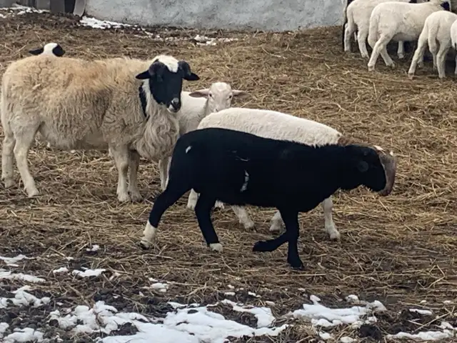 lambs available - Photo 3