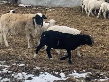 lambs available - Photo 3
