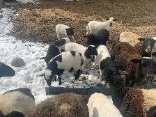 lambs available - Photo 5