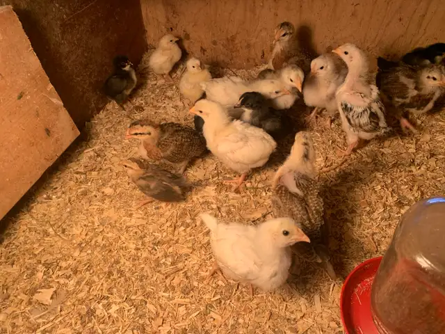 chicks available