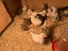 chicks available