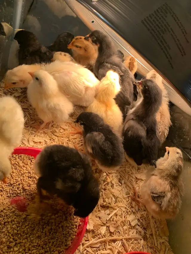 chicks available - Photo 2
