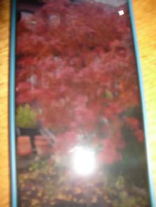 FOR SALE 6 FOOT JAPANESE MAPLE $500