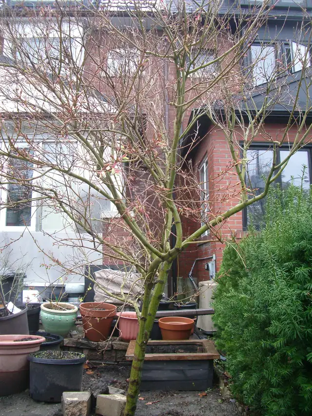 FOR SALE 6 FOOT JAPANESE MAPLE $500 - Photo 2