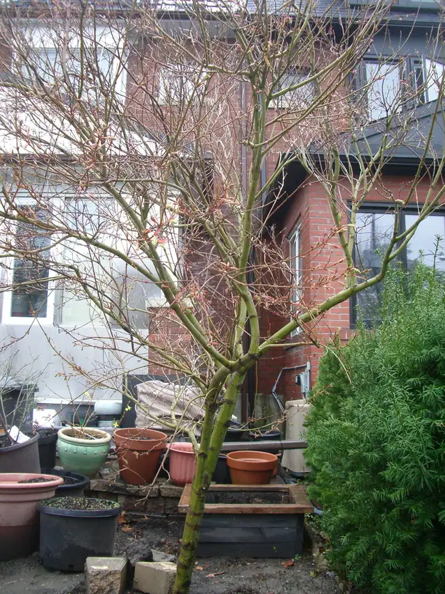 FOR SALE 6 FOOT JAPANESE MAPLE $500 - Photo 3