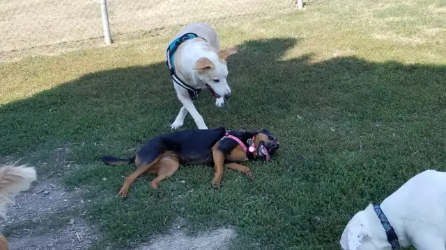 Pro Dog Walking – 10  Years Experience – Etobicoke & Mississauga