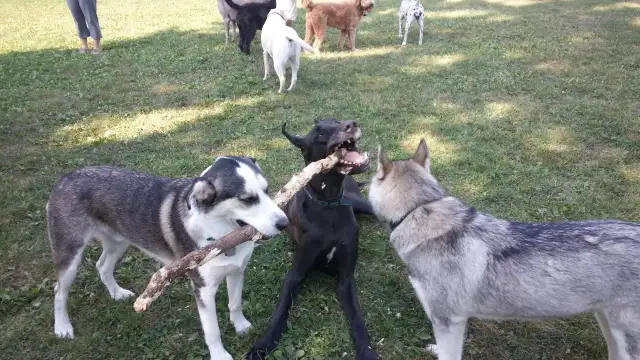 Pro Dog Walking – 10  Years Experience – Etobicoke & Mississauga - Photo 6