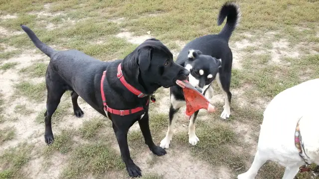 Pro Dog Walking – 10  Years Experience – Etobicoke & Mississauga - Photo 7