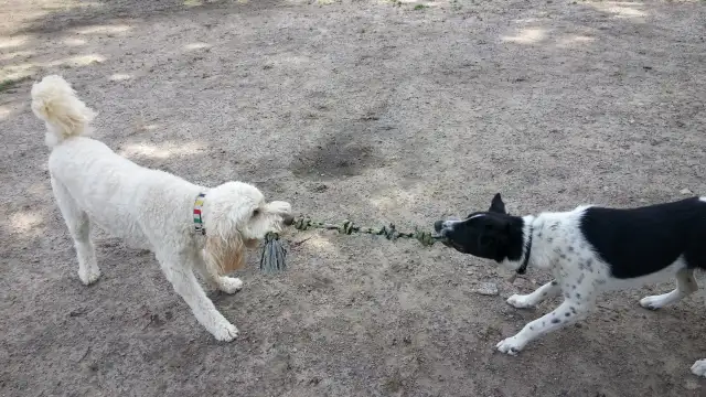 Pro Dog Walking – 10  Years Experience – Etobicoke & Mississauga - Photo 9