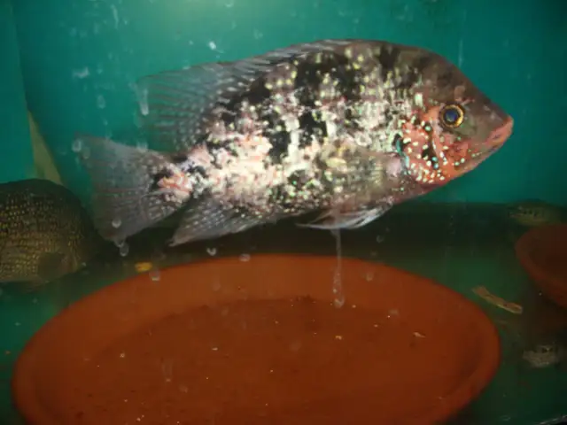 FOR SALE RED TEXAS MALE $100