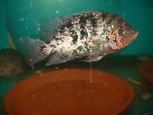 FOR SALE RED TEXAS MALE $100