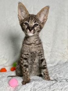 Savannah F1/F2 - Photo 2