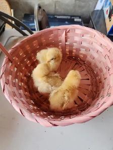 Buff Orpington chicks!