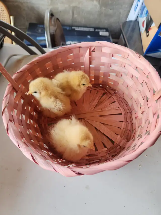 Buff Orpington chicks! - Photo 2