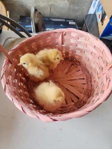 Buff Orpington chicks! - Photo 2