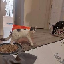 2 year old female cat available - Photo 2