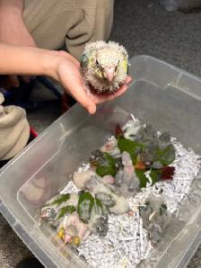 ❤️ Baby Conures For Sale Tamed and Friendly ❤️