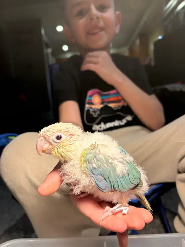 ❤️ Baby Conures For Sale Tamed and Friendly ❤️ - Photo 2