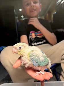 ❤️ Baby Conures For Sale Tamed and Friendly ❤️ - Photo 2