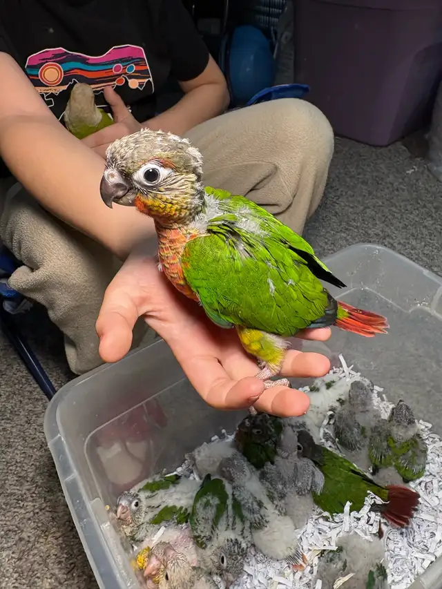 ❤️ Baby Conures For Sale Tamed and Friendly ❤️ - Photo 3