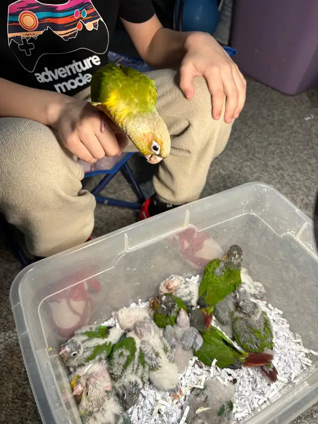 ❤️ Baby Conures For Sale Tamed and Friendly ❤️ - Photo 4