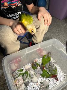 ❤️ Baby Conures For Sale Tamed and Friendly ❤️ - Photo 4