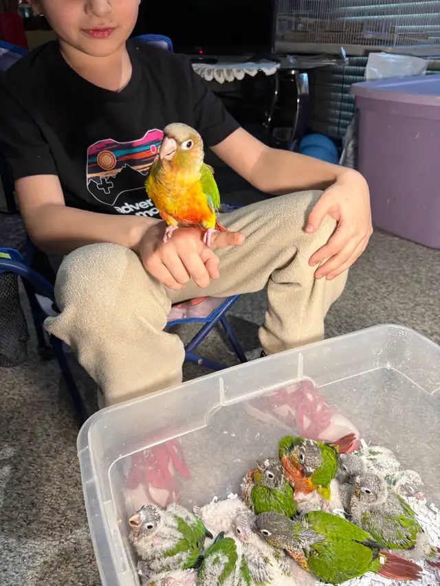 ❤️ Baby Conures For Sale Tamed and Friendly ❤️ - Photo 5
