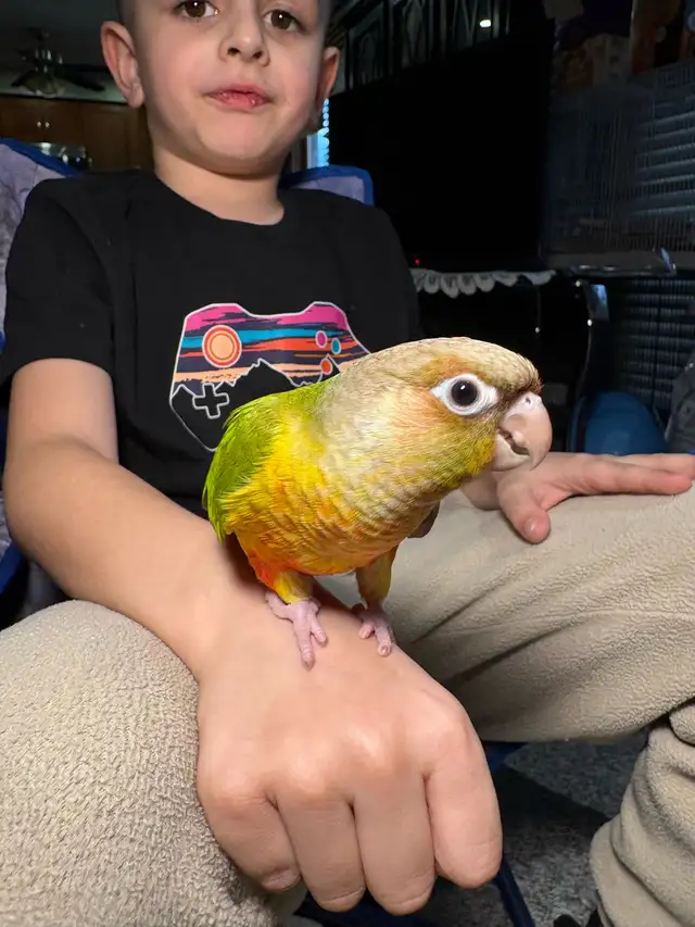 ❤️ Baby Conures For Sale Tamed and Friendly ❤️ - Photo 7