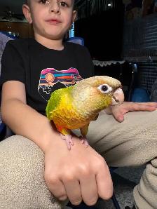❤️ Baby Conures For Sale Tamed and Friendly ❤️ - Photo 7