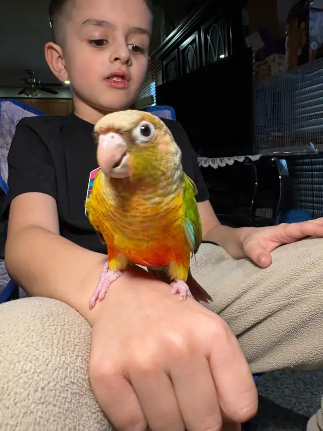 ❤️ Baby Conures For Sale Tamed and Friendly ❤️ - Photo 8