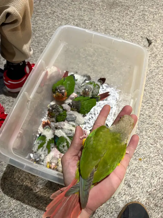 ❤️ Baby Conures For Sale Tamed and Friendly ❤️ - Photo 10
