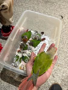 ❤️ Baby Conures For Sale Tamed and Friendly ❤️ - Photo 10