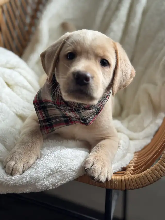 champagne/ yellow Labrador Puppies! Summer Litter 2026