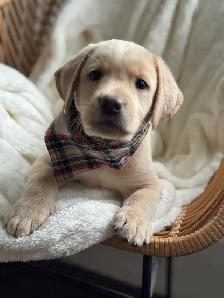 champagne/ yellow Labrador Puppies! Summer Litter 2026