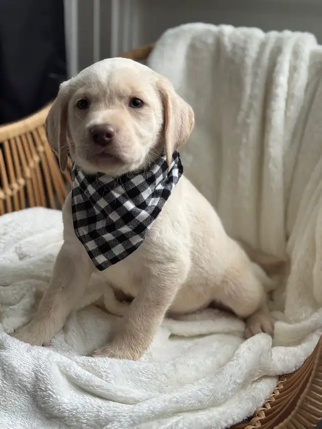 champagne/ yellow Labrador Puppies! Summer Litter 2026 - Photo 2