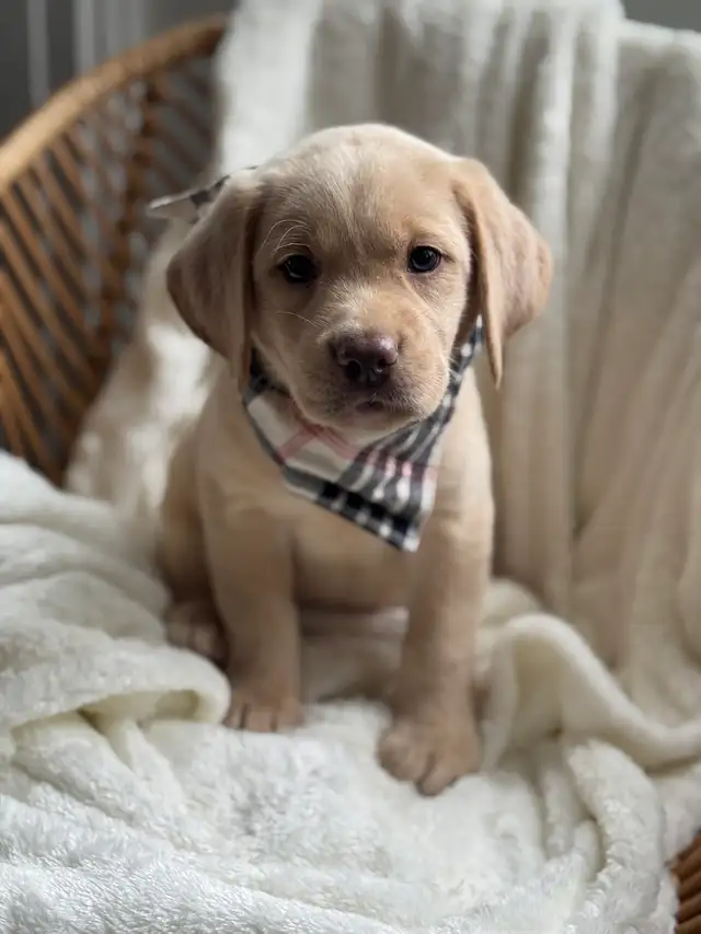 champagne/ yellow Labrador Puppies! Summer Litter 2026 - Photo 3