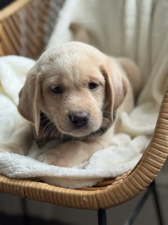 champagne/ yellow Labrador Puppies! Summer Litter 2026 - Photo 4
