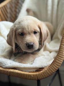 champagne/ yellow Labrador Puppies! Summer Litter 2026 - Photo 4